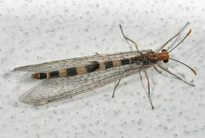 Megistopus flavicornis